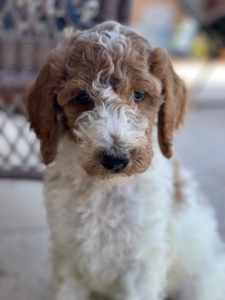 Arizona Designer Goldendoodle Puppies For Sale Phoenix, Arizona ...